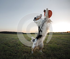 The dog is playing with the disc in the field. Sport with Pet.