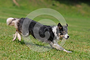 Dog playing in flying disk