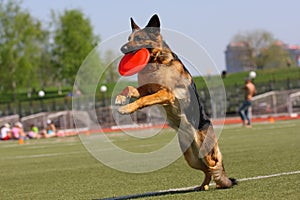 Dog playing in flying disk