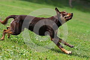 Dog playing in flying disk