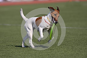 Dog playing in flying disk