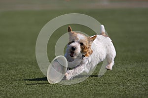 Dog playing in flying disk