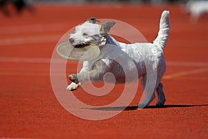 Dog playing in flying disk