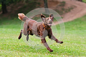 Dog playing in flying disk