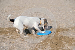 Dog playing with flying disk at sea beach