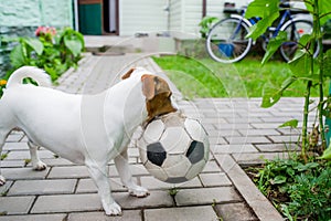 Dog playing football with soccerball in the village