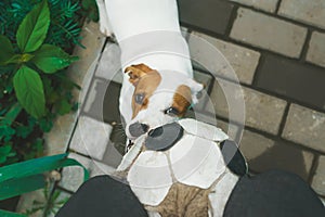 Dog playing football with soccerball in the village. Top view