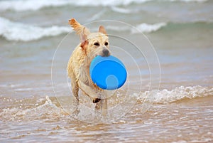 Dog playing with frisbee photo