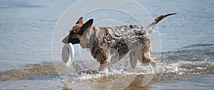 Dog playing frisbee on the beach, german shepherd playing frisbee on the beach, dog on the beach