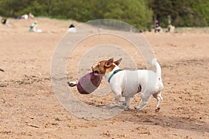 dog playing frisbee on the beach, Jack Russell Terrier