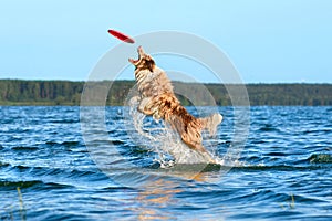 Dog playing with frisbee in water