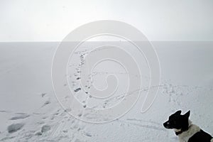 Dog playing on frozen lake in snowy weather