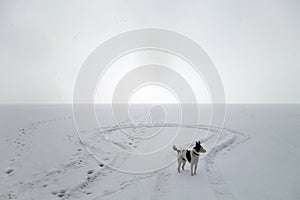 Dog playing on frozen lake in snowy weather