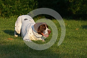 Dog playing in the garden