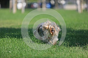 Yorkshire terrier playing on the grass