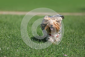 Yorkshire terrier playing on the grass
