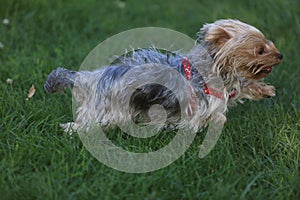 Yorkshire terrier running on the grass