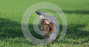 Yorkshire terrier playing on the grass