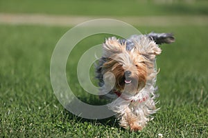 Yorkshire terrier playing on the grass