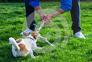 A dog playing with its owner by pulling a rope