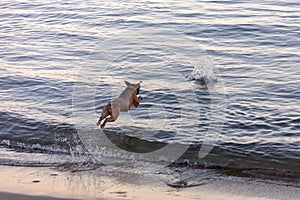 Dog playing and jumping into the water