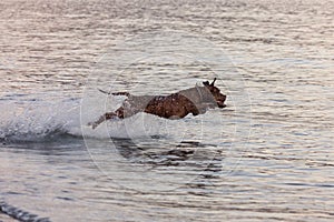 Dog playing and jumping into the water