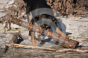 dog playing with a log on the Bank
