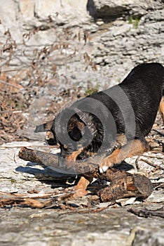 dog playing with a log on the Bank