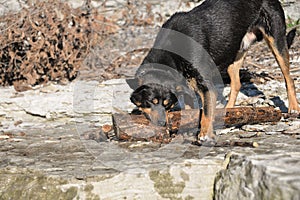 dog playing with a log on the Bank