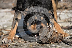 dog playing with a log on the Bank