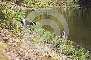 Dog playing near a dirty pond