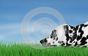 Dog playing outside on grass