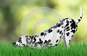 Dog playing outside on grass