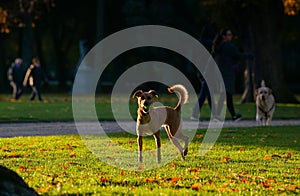 Dog playing in a park during an autumn sunrise. It has a tennis ball in its mouth and looking straight to the camera.