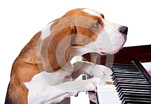 Dog playing the piano.