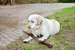 Dog playing with a piece of wood