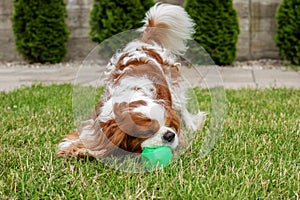 Dog playing with a plastic ball outside the house on the green grass. Good mood, pet care, walking on the street. Breed cavalier