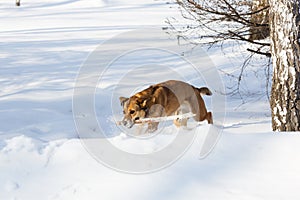 Dog playing and retrieving a stick