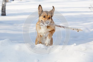Dog playing and retrieving a stick
