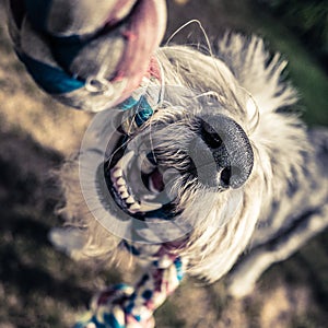 Dog Playing With Rope