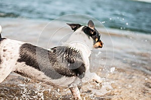 Dog playing in the Sea photo