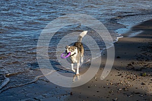 The dog is playing on the seashore