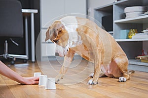 Dog playing the shell game with her human.