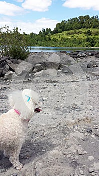 Dog playing on the shore of Ranco Lake