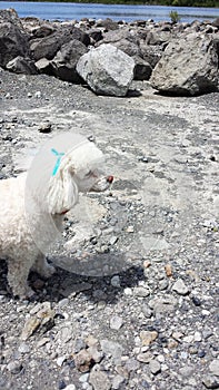 Dog playing on the shore of Ranco Lake