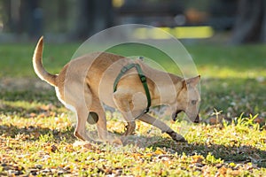 Dog with playing with small ball in the autumn park