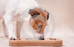 Dog playing sniffing puzzle game for intellectual and nosework training