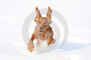 Dog playing in the snow