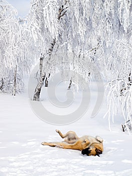 Dog playing in snow.