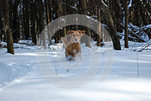 A Dog playing in the snow